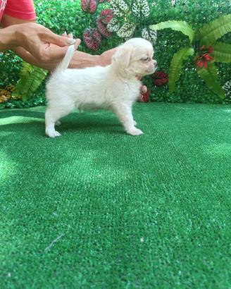 Cucciolo chihuahua