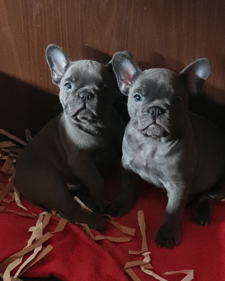 BOULEDOGUE FRANCESI cuccioli