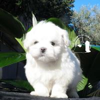 Maltese Toy Cucciolo Trequartidiluna