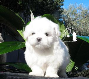 Maltese Toy Cucciolo Trequartidiluna