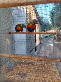 Lorichetto Arcobaleno