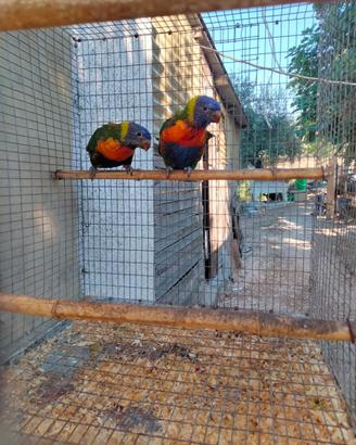 Lorichetto Arcobaleno