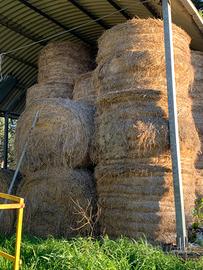 Rotoballe  fieno erbamedica