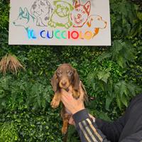 Cuccioli di bassotti maschi femmine cioccolato