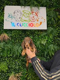 Cuccioli di bassotti maschi femmine cioccolato