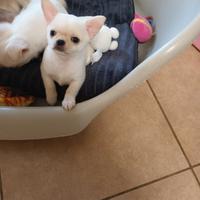 Chihuahua mini maschio con pedigree