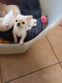 Chihuahua mini maschio con pedigree