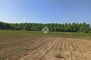 TER. AGRICOLO A LOREGGIA