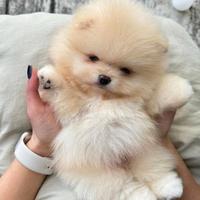 VOLPINI SPITZ di POMERANIA puppy - pag 12 rate