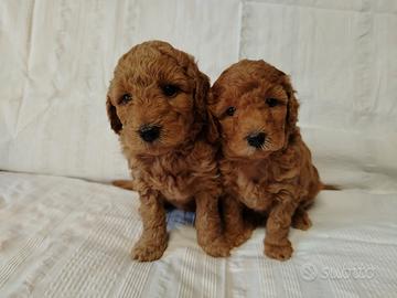 Cuccioli Barboncino Toy 1 maschio 1 femmina Red