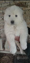 Pastore maremmano abruzzese