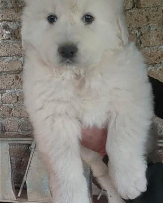 Pastore maremmano abruzzese