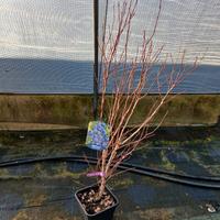 piante di mirtillo grandi giá in produzione 