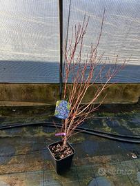 piante di mirtillo grandi giá in produzione 