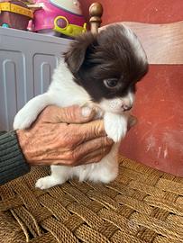 Cucciolo volpino