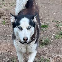 Siberian Husky femmina