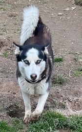 Siberian Husky femmina