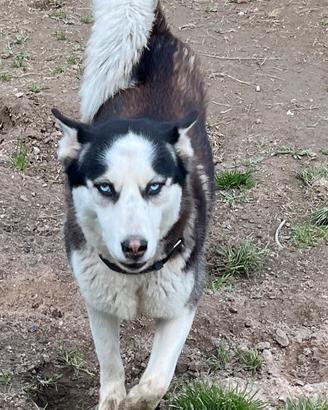 Siberian Husky femmina