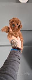 Cucciolo barboncino minitoy