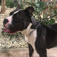 American bully (leggi)