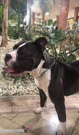 American bully (leggi)