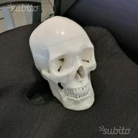 Teschio anatomia 1:1 scomponibile nuovo