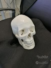 Teschio anatomia 1:1 scomponibile nuovo