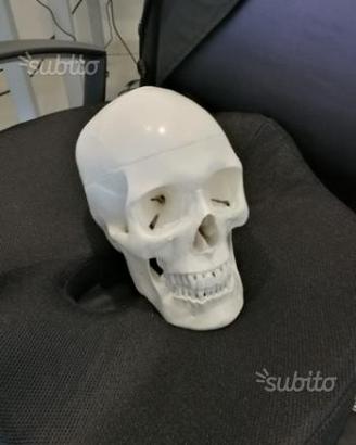 Teschio anatomia 1:1 scomponibile nuovo