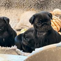 Cuccioli maschi di Carlino