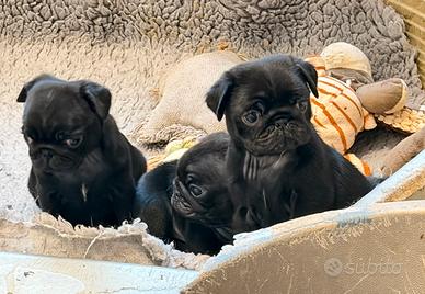 Cuccioli maschi di Carlino