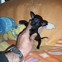 Chihuahua mini Toy da borsetta