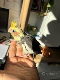 Calopsite allevato a mano