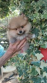 Spitz di pomerania cuccioli