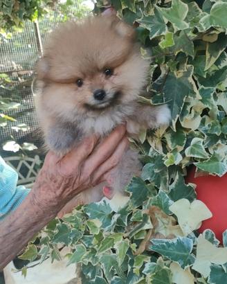 Spitz di pomerania cuccioli