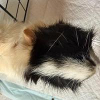 Porcellino d'India femmina (2 anni) con gabbia e a