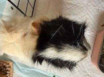 Porcellino d'India femmina (2 anni) con gabbia e a