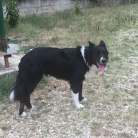 Border Collie Maschio per accoppiamento