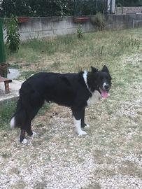 Border Collie Maschio per accoppiamento