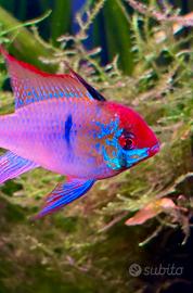 Ramirezi 