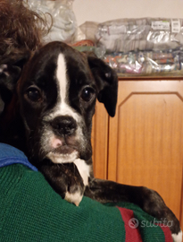 Cuccioli di Boxer