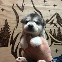 Cuccioli Alaskan Malamute