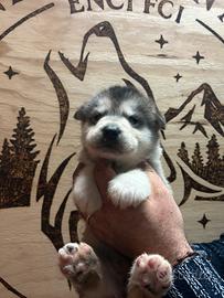 Cuccioli Alaskan Malamute