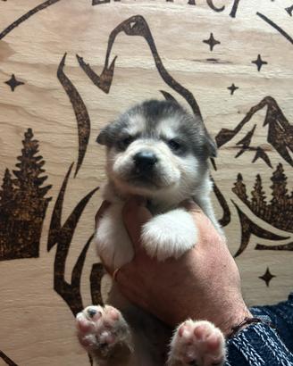 Cuccioli Alaskan Malamute