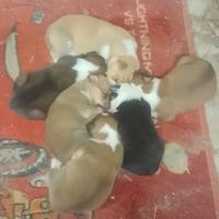 Cuccioli mamma Collie