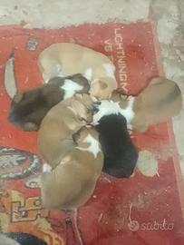 Cuccioli mamma Collie