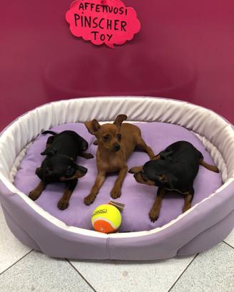 Pinscher cucciole taglia piccina