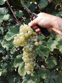 Uva Tebbiano e Moscato