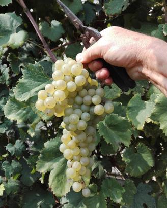 Uva Tebbiano e Moscato