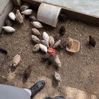 Quaglia da carne anche da uova