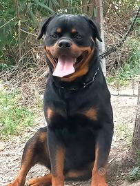 Rottweiler